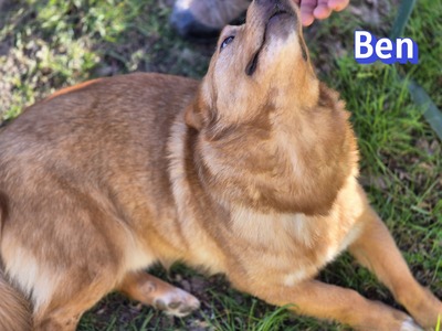 Ben, Mischling - Rüde