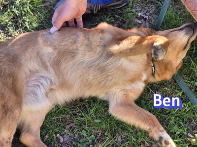 Ben, Mischling - Rüde
