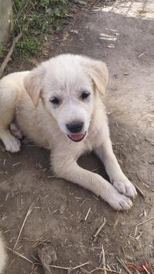 Ben, Mischling Welpen - Rüde