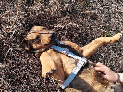 Ben - Neugieriger Rüde, ca. 1 Jahr/47cm/13kg, Mischling - Rüde