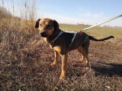 Ben - Neugieriger Rüde, ca. 1 Jahr/47cm/13kg, Mischling - Rüde