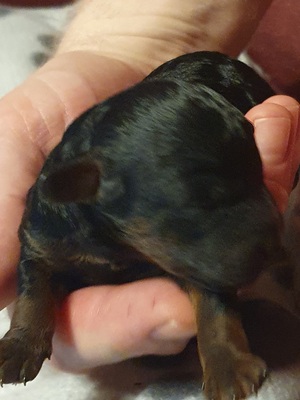 Ben, Pudel Welpen - Hündin