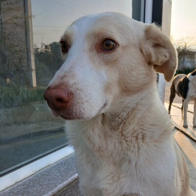 Ben - außergewöhnlich lieb, sanft & zutiefst menschenbezogen 😇, Mischling - Rüde