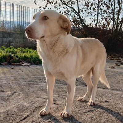 Ben - außergewöhnlich lieb, sanft & zutiefst menschenbezogen 😇, Mischling - Rüde