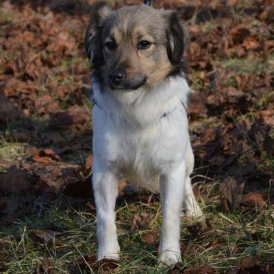 💖💖Ben jung, aktiv, neugierig sucht 👨‍👩‍👦‍👦, Mischling - Rüde