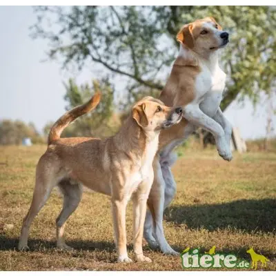 Ben, lieber, kastrierter, lebt im freien ohne Hund - Rüde