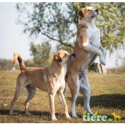 Ben, lieber, kastrierter, lebt im freien ohne Hund - Rüde