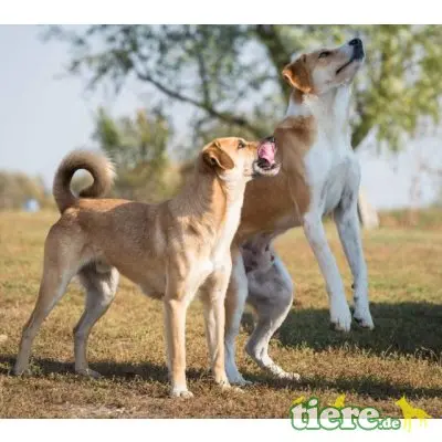 Ben, lieber, kastrierter, lebt im freien ohne Hund - Rüde