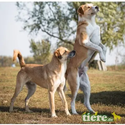Ben, lieber, kastrierter, lebt im freien ohne Hund - Rüde