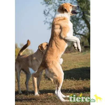Ben, lieber, kastrierter, lebt im freien ohne Hund - Rüde