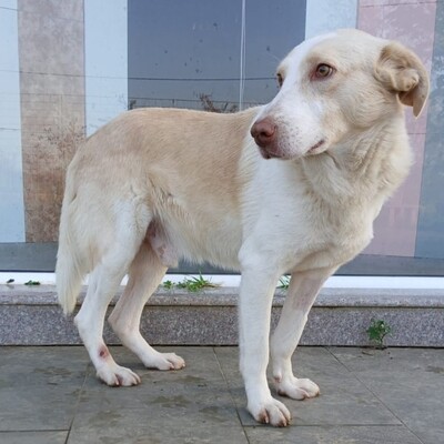 Ben - mit einer schönen und ruhigen Energie, Mischling - Rüde