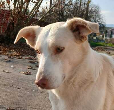 Ben - mit einer schönen und ruhigen Energie, Mischling - Rüde