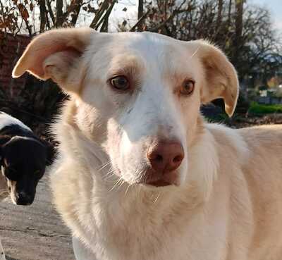 Ben - mit einer schönen und ruhigen Energie, Mischling - Rüde