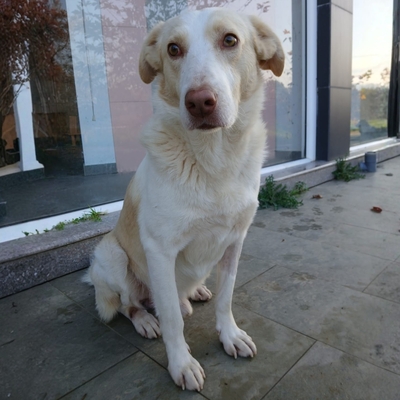 Ben - mit einer schönen und ruhigen Energie, Mischling - Rüde