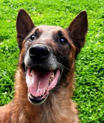 Ben sehnt sich nach einem Zuhause, Mischling - Rüde