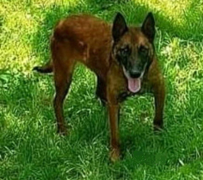 Ben sehnt sich nach einem Zuhause, Mischling - Rüde