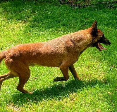 Ben sehnt sich nach einem Zuhause, Mischling - Rüde
