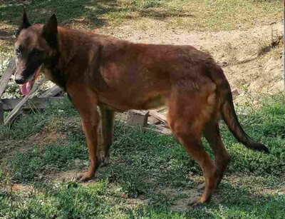 Ben sehnt sich nach einem warmen Zuhause-NOTFALL, Mischling - Rüde