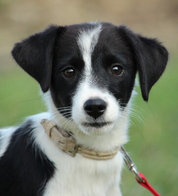 Benaja, Mischling Welpen - Hündin