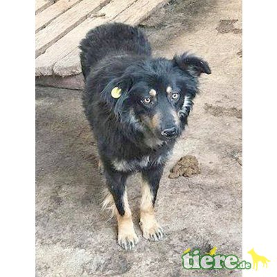 Bendu, Mischling - Rüde