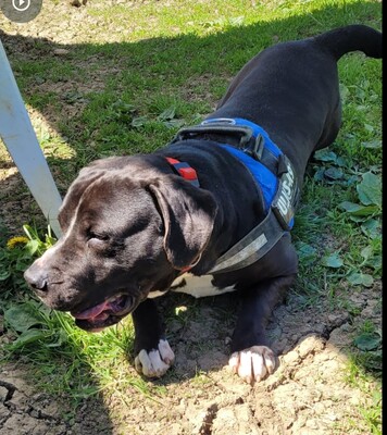 Bene Labrador Mix Rüde wartet im Tierheim, Labrador - Rüde