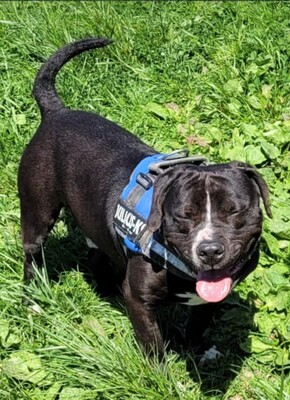 Bene Labrador Mix Rüde wartet im Tierheim, Labrador - Rüde
