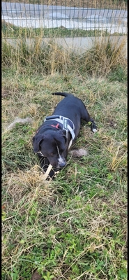 Bene Labrador Mix Rüde wartet im Tierheim, Labrador - Rüde