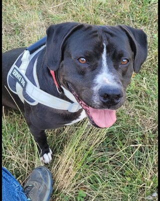 Bene Labrador Mix Rüde wartet immer noch im Tierheim