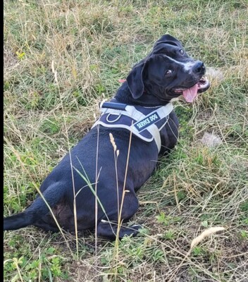 Bene Labrador Mix sucht schon lange ein Zuhause, Labrador - Rüde