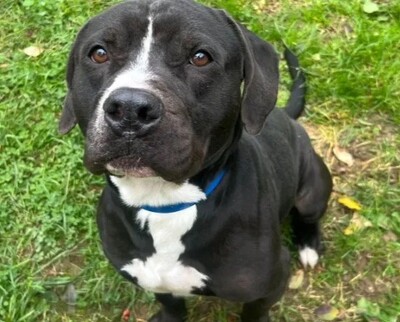 Bene Labradormix Rüde sucht dringend ein Zuhause