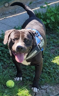 Bene Labradormix Rüde sucht dringend ein Zuhause, Labrador - Rüde