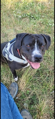 Bene Labradormix Rüde sucht dringend ein Zuhause, Labrador - Rüde