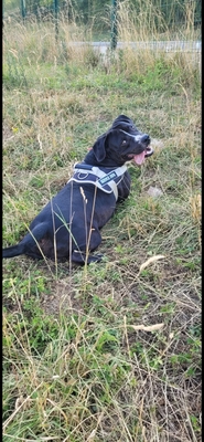 Bene Labradormix Rüde sucht dringend ein Zuhause, Labrador - Rüde