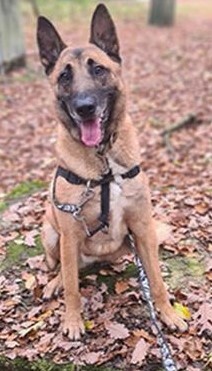 Bene Malinois Rüde sucht dringend ein Zuhause, Malinios - Rüde 1