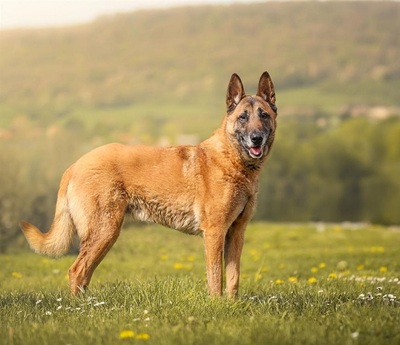 Bene Malinois Rüde sucht dringend ein Zuhause, Malinios - Rüde