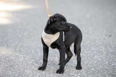 Bene - Sportlicher Welpenmann, ca. 3 Monate/6kg, Mischling Welpen - Rüde