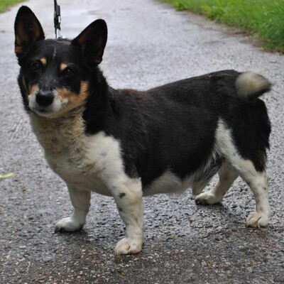 ❤️ Benei süßer Corgie Mischling ist ein äußerst freundlicher Hund, der sein ganzes Leben lang geliebt wurde 💥, Corgie Mischling - Rüde 1