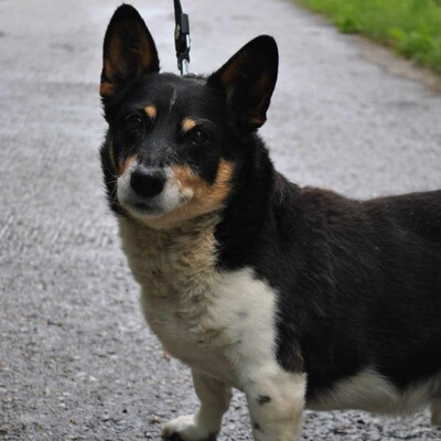 ❤️ Benei süßer Corgie Mischling ist ein äußerst freundlicher Hund, der sein ganzes Leben lang geliebt wurde 💥, Corgie Mischling - Rüde