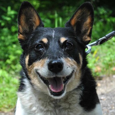 ❤️ Benei süßer Corgie Mischling ist ein äußerst freundlicher Hund, der sein ganzes Leben lang geliebt wurde 💥, Corgie Mischling - Rüde