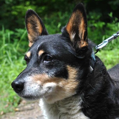 ❤️ Benei süßer Corgie Mischling ist ein äußerst freundlicher Hund, der sein ganzes Leben lang geliebt wurde 💥, Corgie Mischling - Rüde