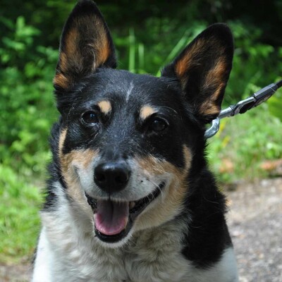 ❤️ Benei süßer Corgie Mischling ist ein äußerst freundlicher Hund, der sein ganzes Leben lang geliebt wurde 💥, Corgie Mischling - Rüde