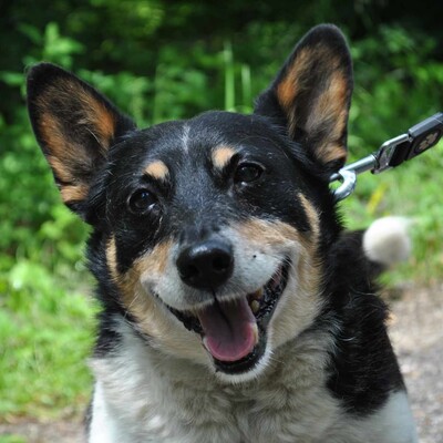 ❤️ Benei süßer Corgie Mischling ist ein äußerst freundlicher Hund, der sein ganzes Leben lang geliebt wurde 💥, Corgie Mischling - Rüde