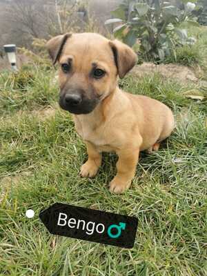 Bengo, Mischling Welpen - Rüde