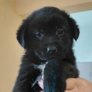 Beni sucht ein Zuhause, unbekannt Welpen - Rüde