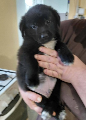 Beni sucht ein Zuhause, unbekannt Welpen - Rüde