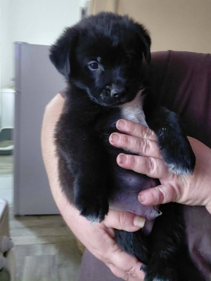 Beni sucht ein Zuhause, unbekannt Welpen - Rüde