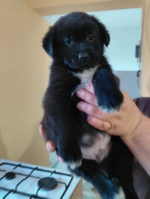 Beni sucht ein Zuhause, unbekannt Welpen - Rüde