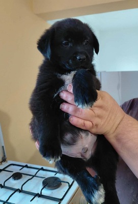 Beni sucht ein Zuhause, unbekannt Welpen - Rüde