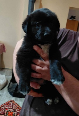 Beni sucht ein Zuhause, unbekannt Welpen - Rüde