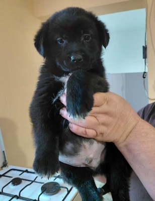 Beni sucht ein Zuhause, unbekannt Welpen - Rüde